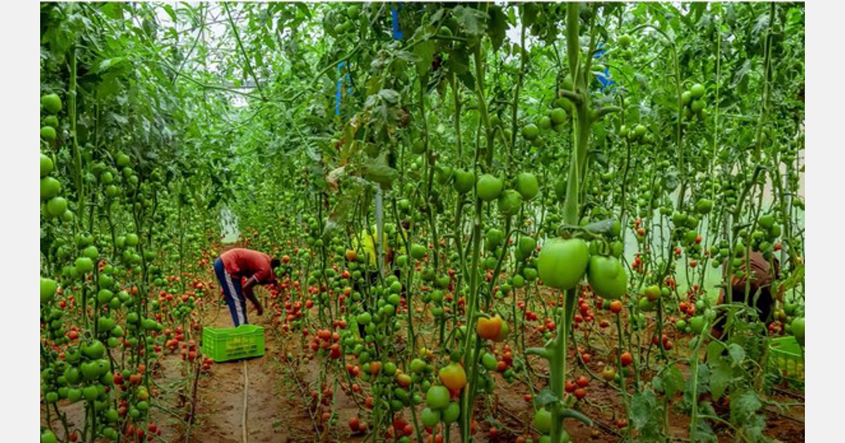 Sustainable Agricultural Intensification and Food Security Project (SAIP) sub-projects in Kayonza, Rulindo, Rwamagana, and Nyanza