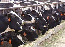 Cattle Feedlot, abattoir and meet processing Plant in Khartoum Sudan for Elnefeidi Group